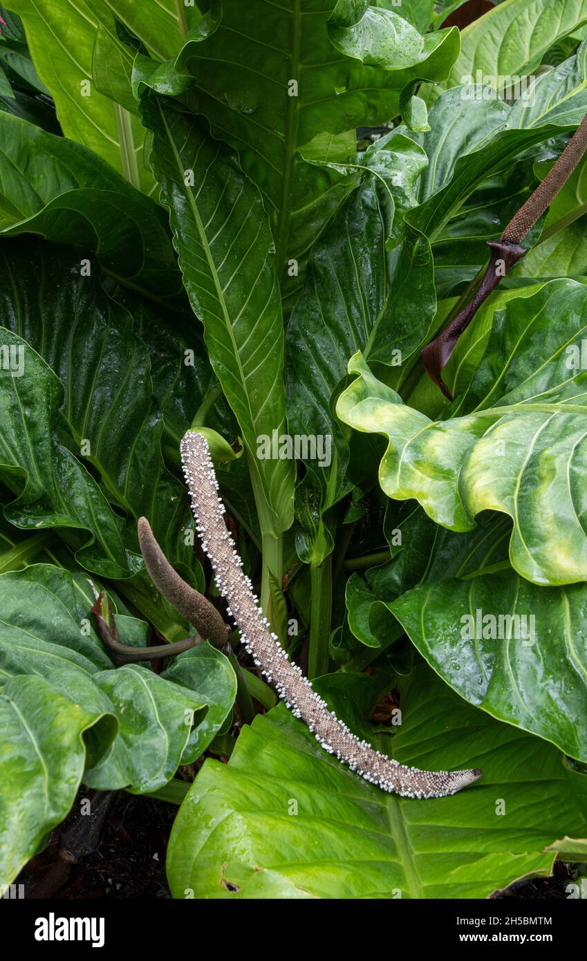 Tail Flower: Anthurium schlechtendalii. Stock Photo