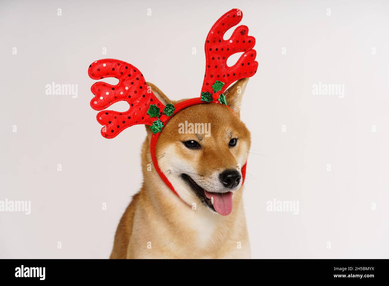 Cute funny dog in red deer antlers posing in studio on light background. Concept for christmas and new year holidays and discounts. High quality photo Stock Photo