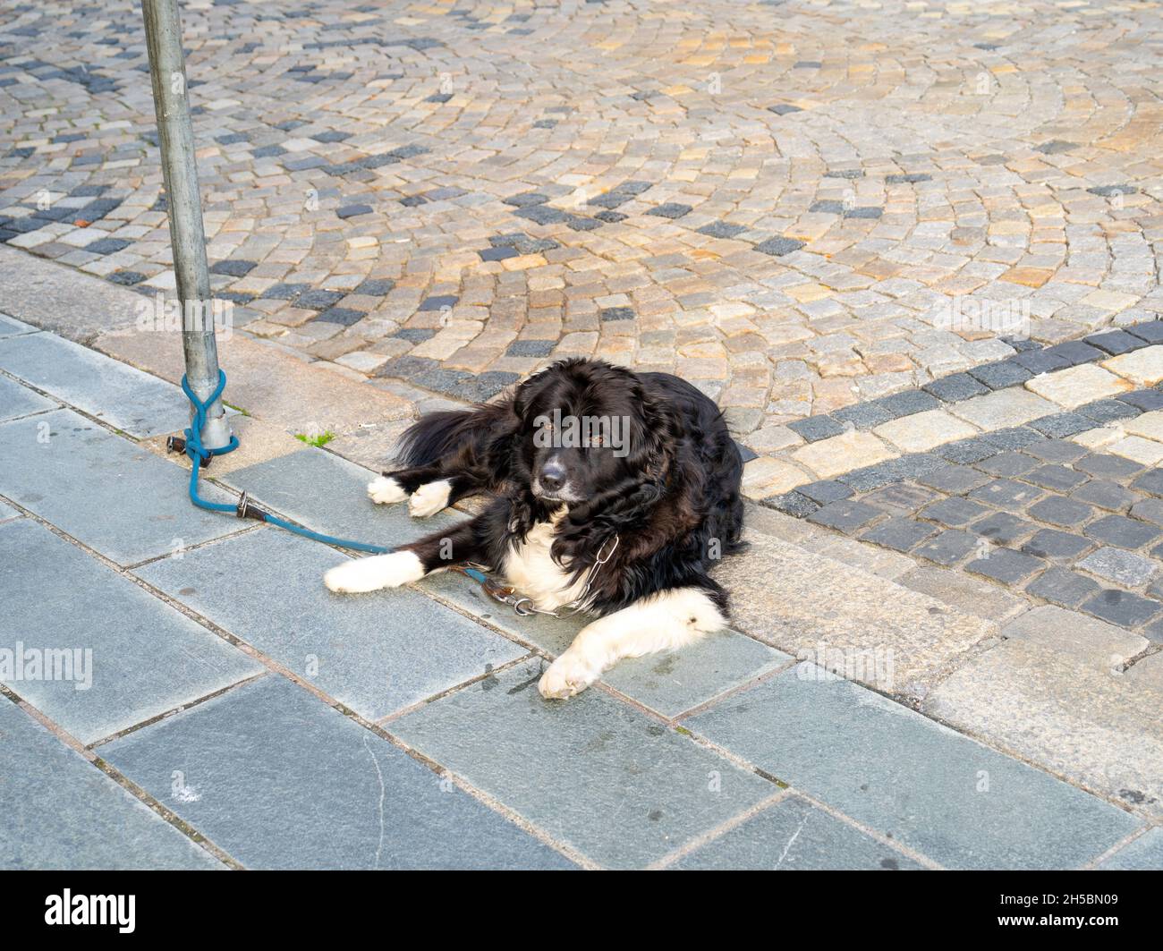 Portrait of a dog lying on the street Stock Photo - Alamy