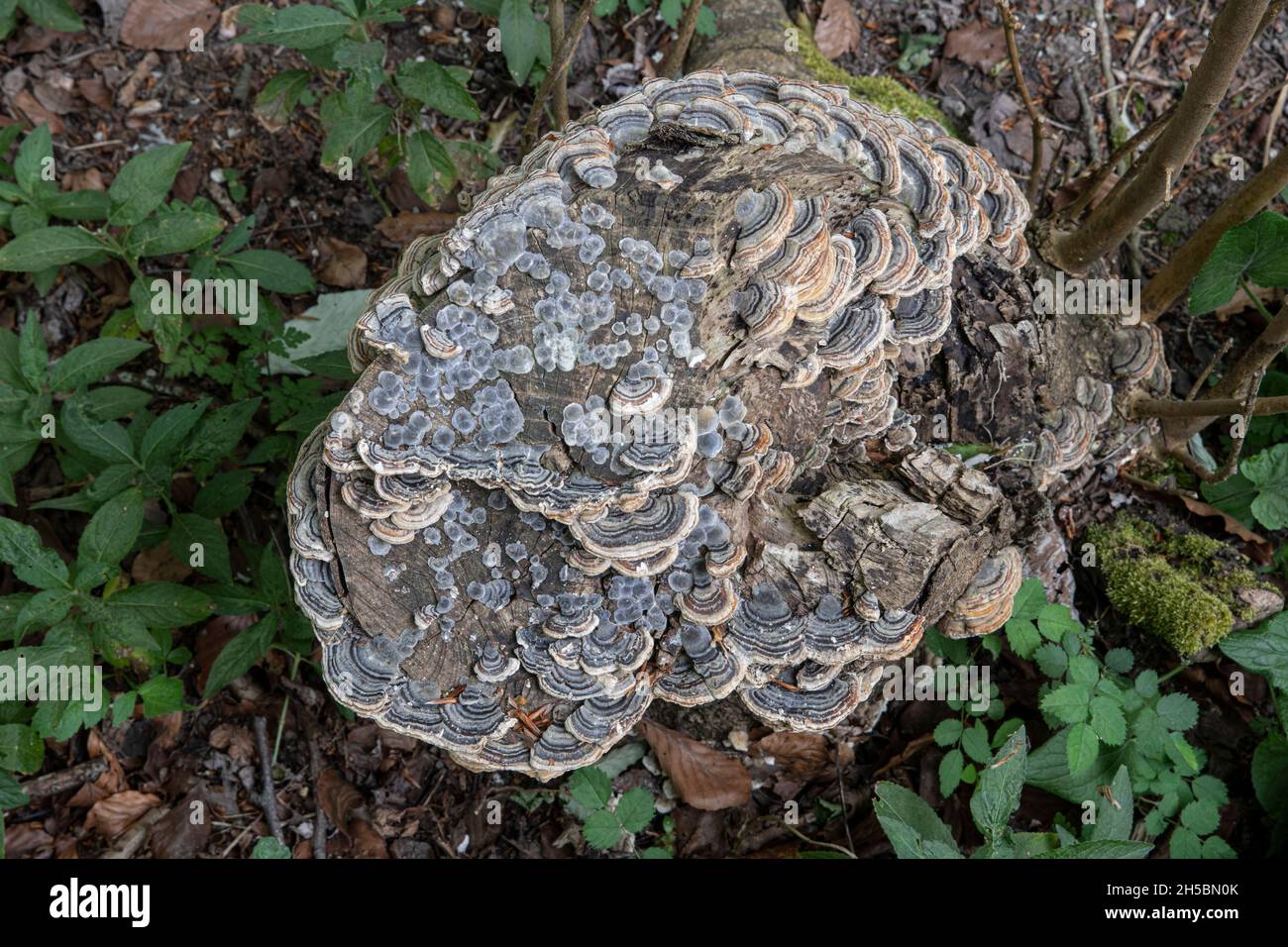 Turkeytail fungus: Trametes versicolor. Surrey, UK. Stock Photo