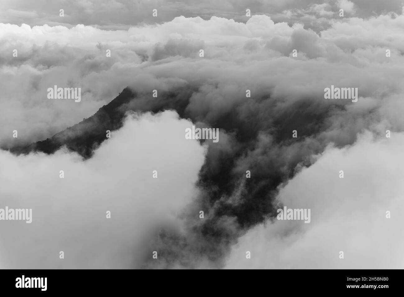 Fog in the forest, landscape on black and white Stock Photo - Alamy
