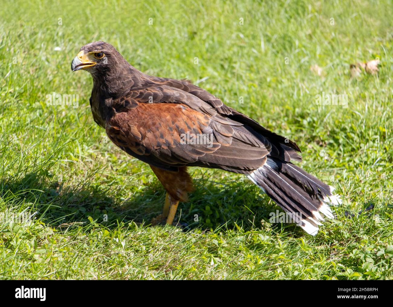 Harris's hawk (Parabuteo unicinctus), formerly known as the bay-winged hawk, stands in a grass Stock Photo