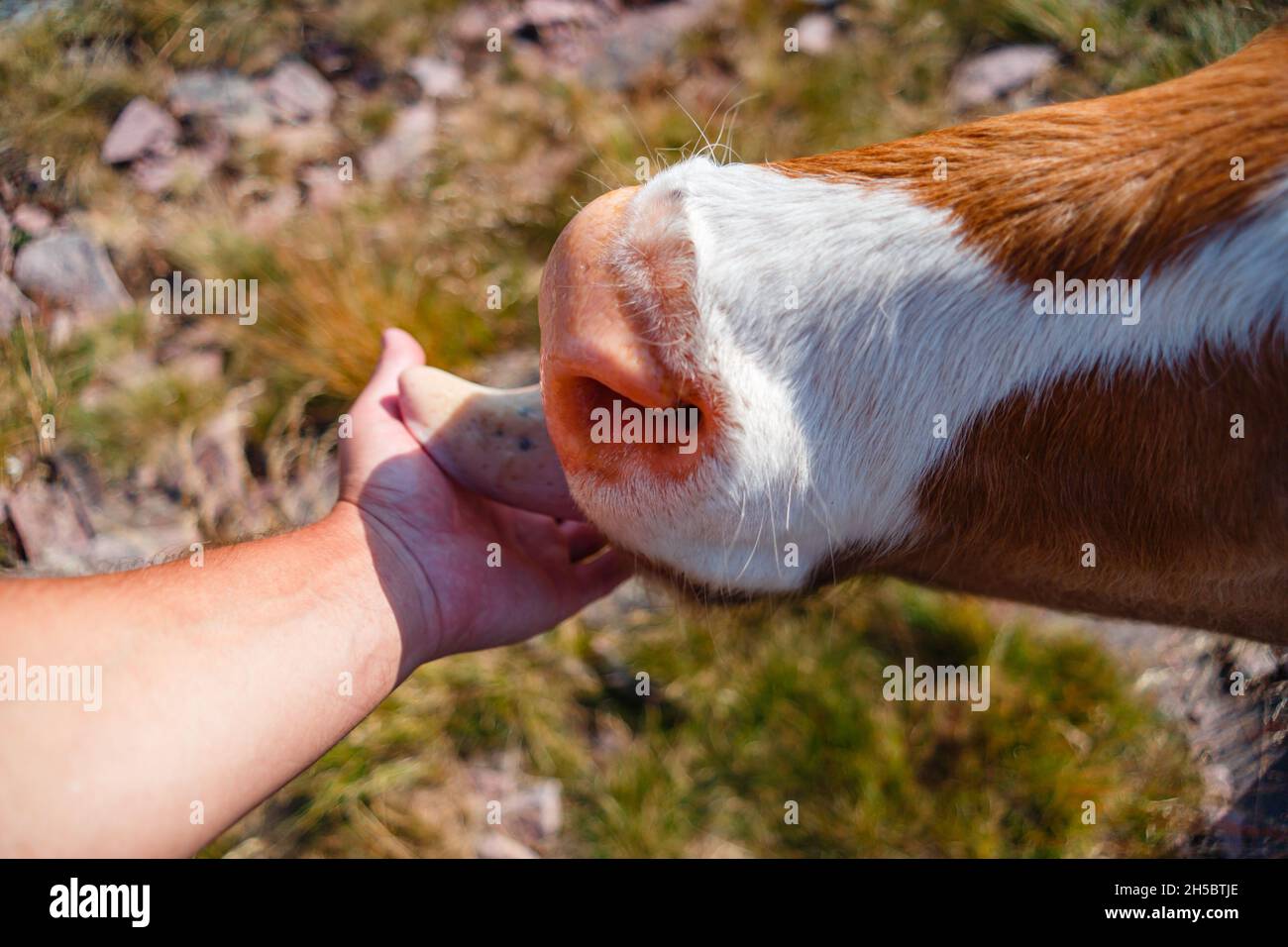 Close up brown buffalo eating hi-res stock photography and images - Alamy