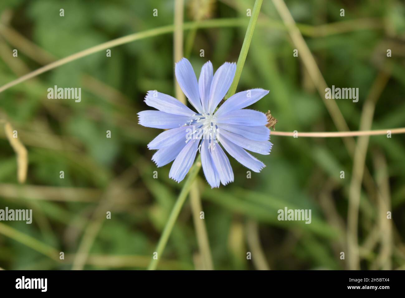 Beautiful close up shot bright hi-res stock photography and images - Alamy