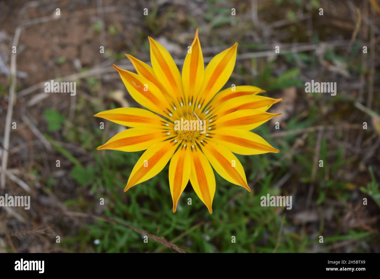 Beautiful close up shot bright hi-res stock photography and images - Alamy