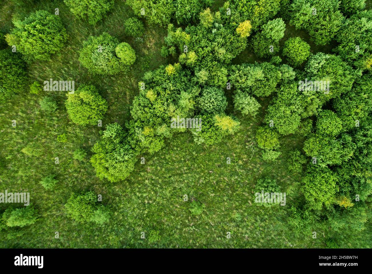 An aerial of lush, green Willow bushes on a deserted meadow in Estonia, Northern Europe. Stock Photo