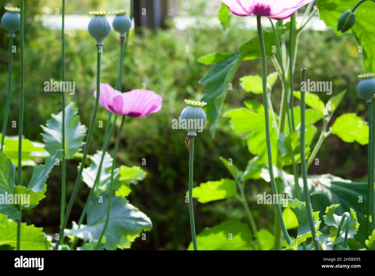 Poppy pods and flowers growing in a garden Stock Photo