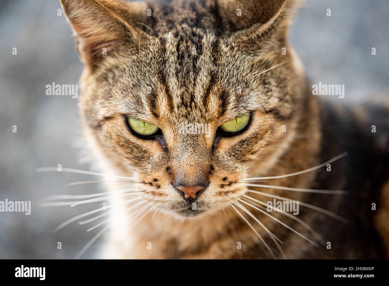 Cute cat looking angry with green eyes sitting on table. Maine c - Stock  Image - Everypixel