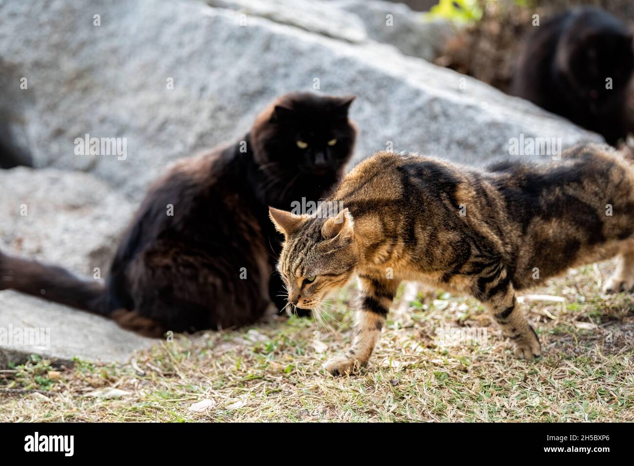 Chunky fat overweight feral wild cats sitting on shore coast of South Pointe park of Miami Beach, Florida Stock Photo