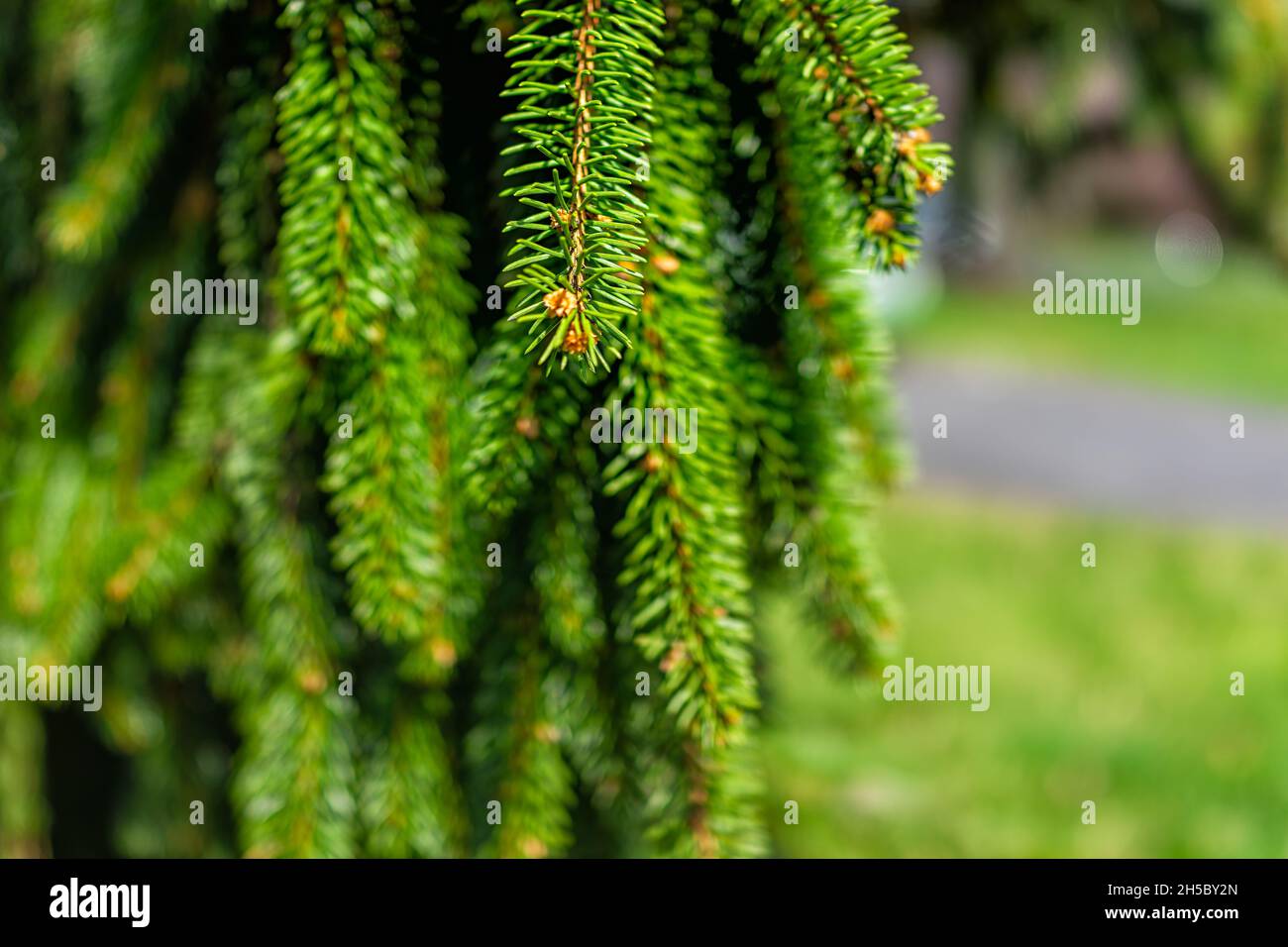 Macro closeup of hanging branches and green foliage needles of weeping pine tree with texture detail in Virginia summer garden and bokeh background Stock Photo