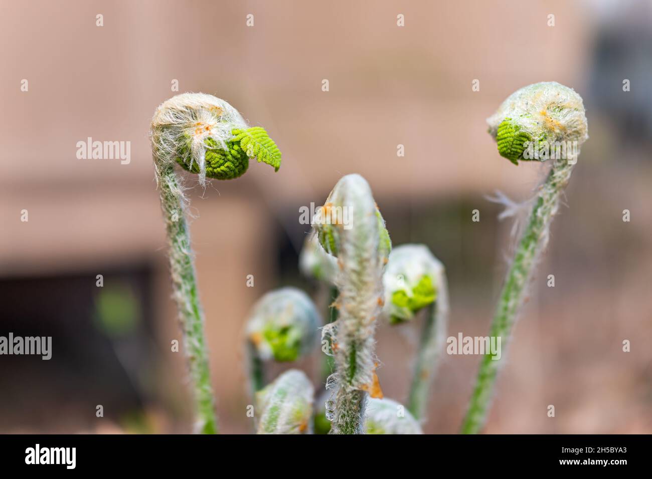 Macro closeup of young emerging Northern Maidenhair fern spiral buds sprouts in spring springtime at Wintergreen ski resort, Virginia Stock Photo