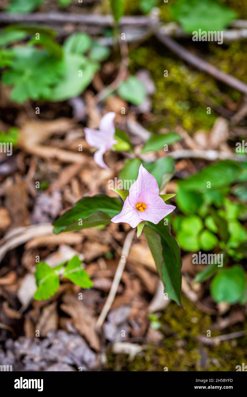 Flat lay top closeup view of wild white pink trillium wildflower flower in early spring in Virginia Blue Ridge Mountains parkway of Wintergreen Resort Stock Photo
