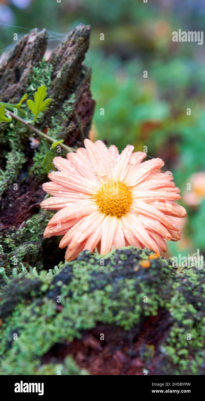 A Salmon pink Chrysanthemum indicum or Indian chrysanthemum flower is lying on a moss overgrown tree trunk. Stock Photo
