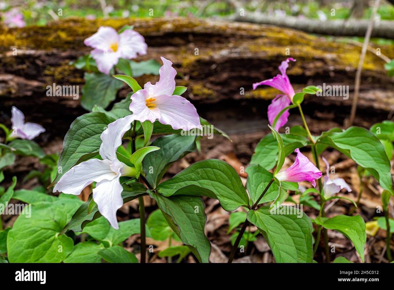 Purple pink wild soft trillium wildflowers flowers in early spring field at Virginia Blue Ridge Mountains of Wintergreen Resort on hiking forest trail Stock Photo