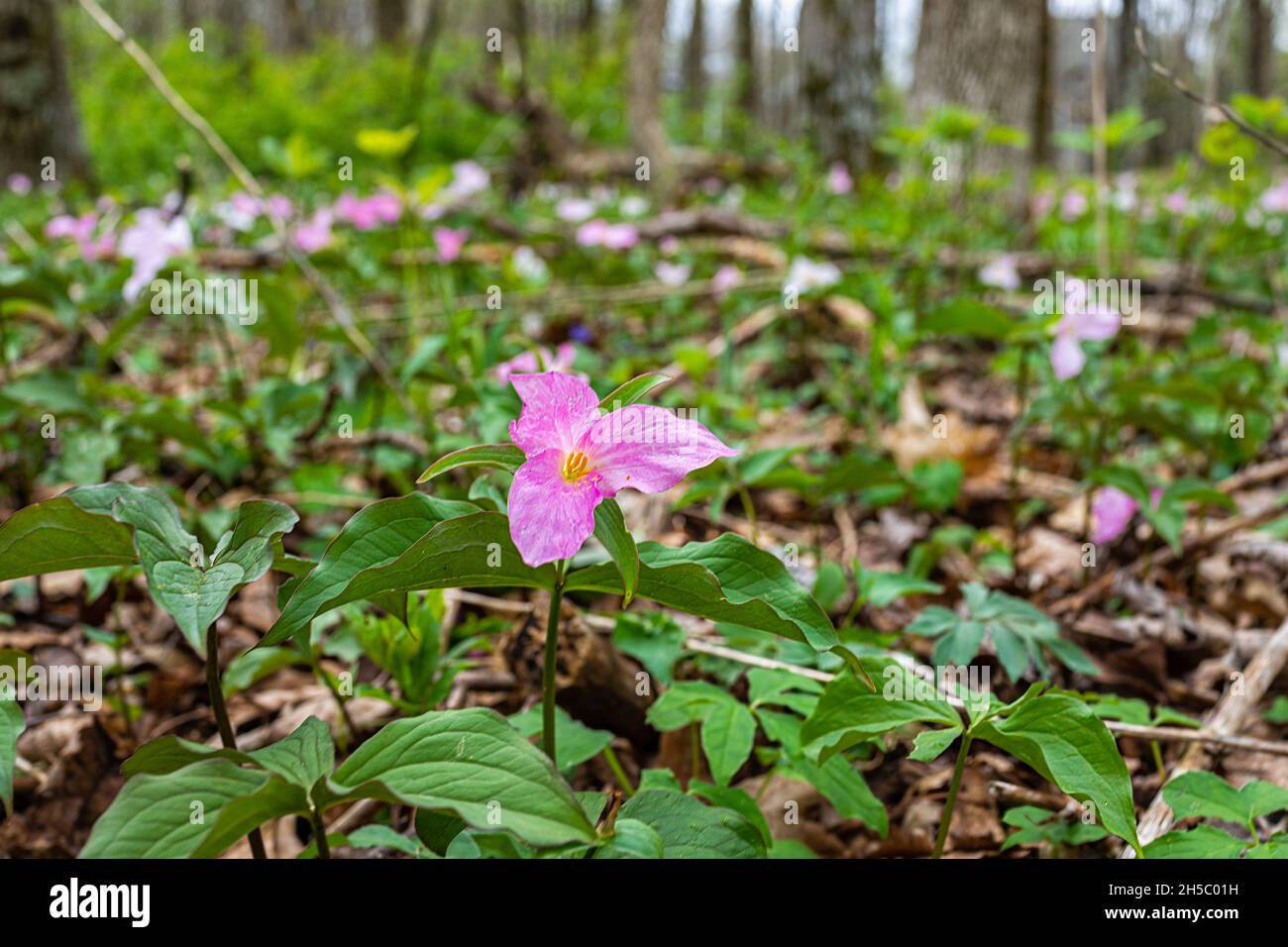 Purple pink wild soft trillium wildflowers flowers in early spring field at Virginia Blue Ridge Mountains of Wintergreen Resort on hiking nature fores Stock Photo