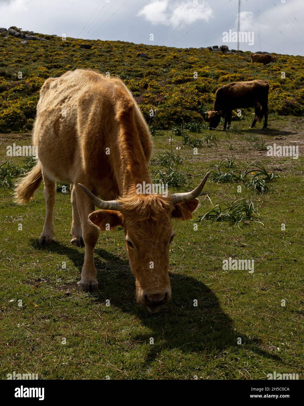 Vertical shot of a large horned cattle eating grass in the field Stock ... - Cattle Eating Grass And Losing Weight