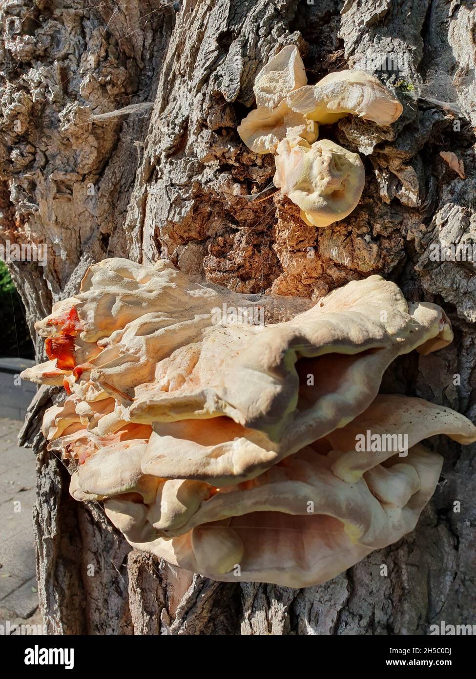 Closeup of fungus growing on tree bark Stock Photo - Alamy