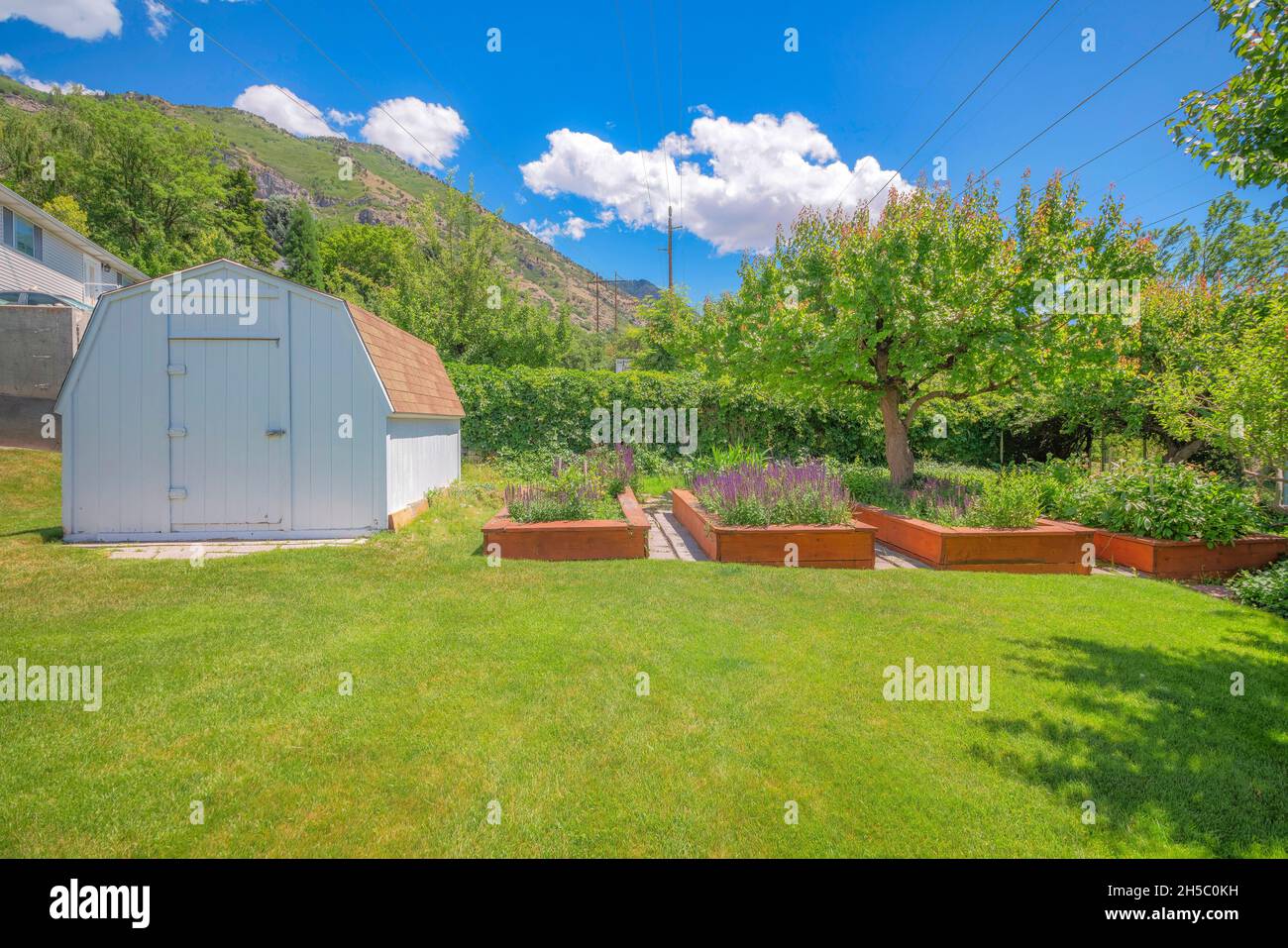 Small white barn shed on the yard with lavender on the raised bed