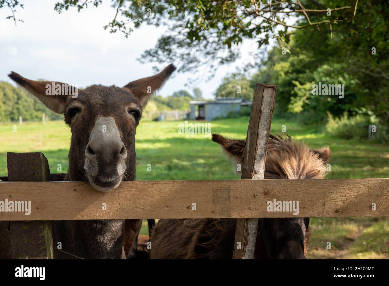 beautiful brown donkey looking over the fence Stock Photo