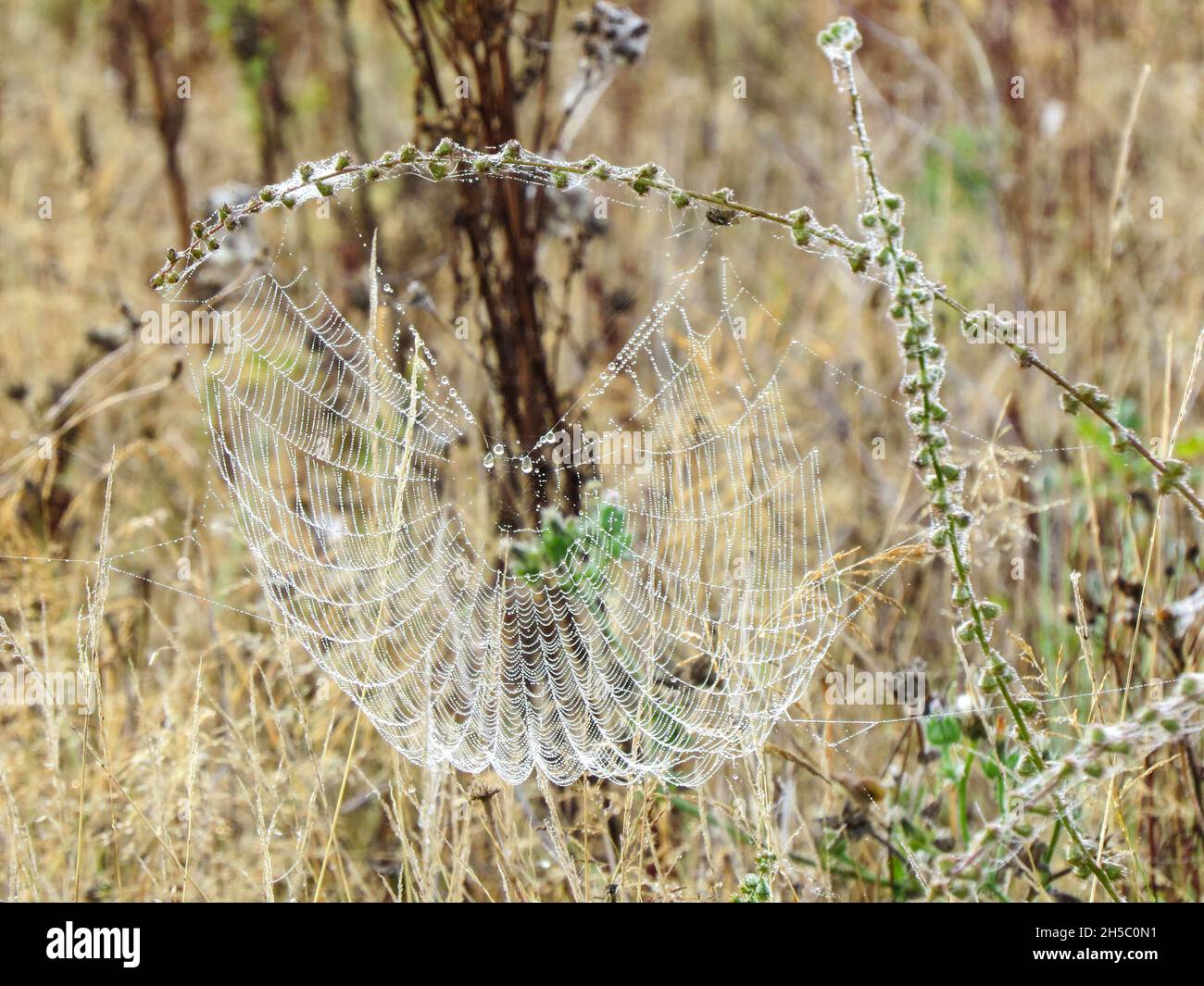 dew drops glistening on a cobweb in the early morning in Autumn Stock Photo