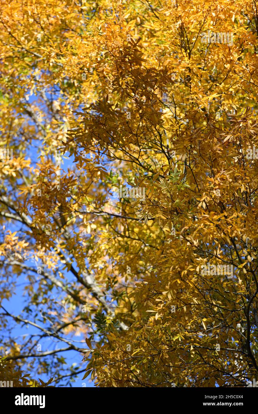Trees and parks in Autumn colours Stock Photo - Alamy