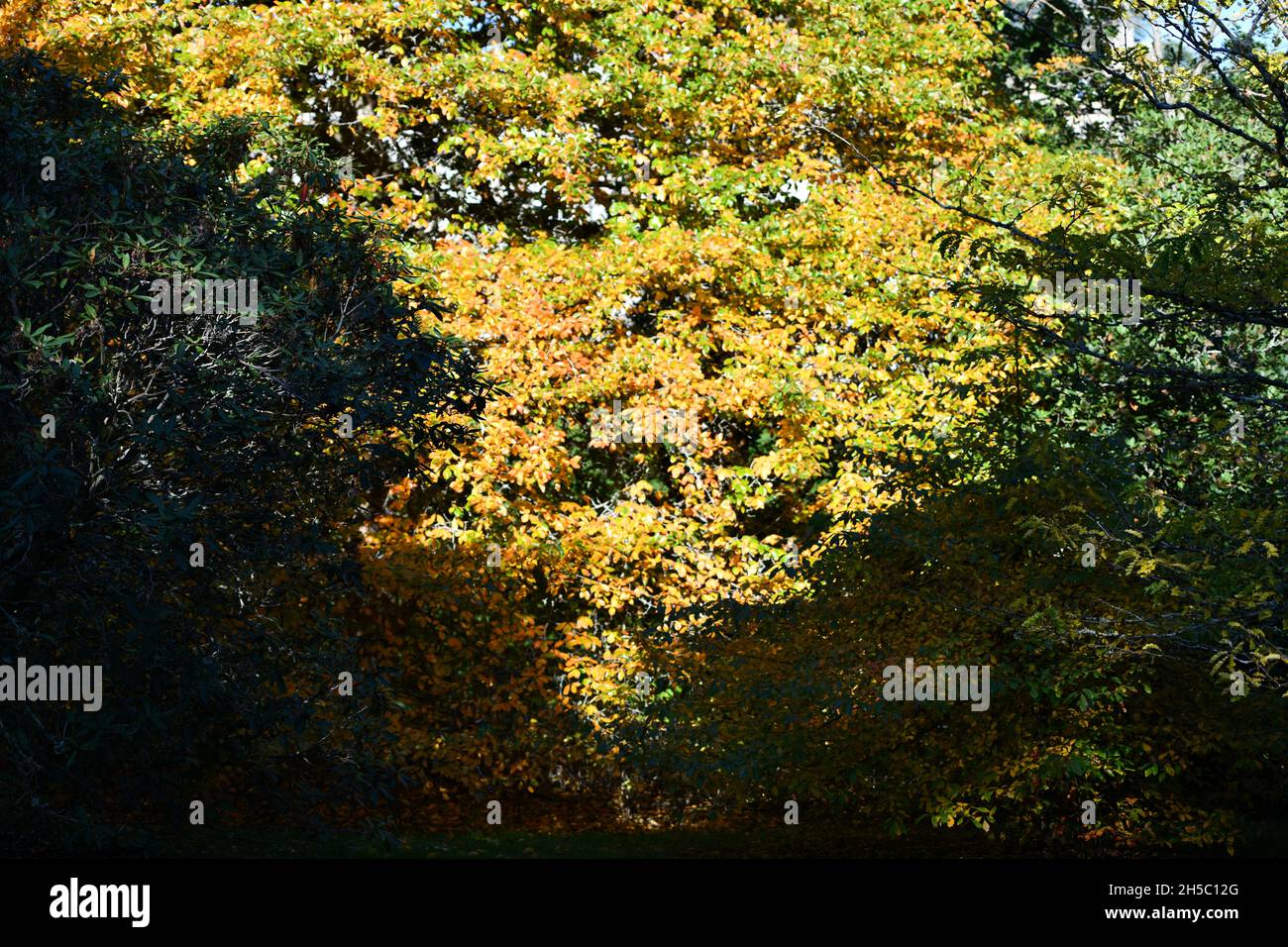 Trees and parks in Autumn colours Stock Photo - Alamy