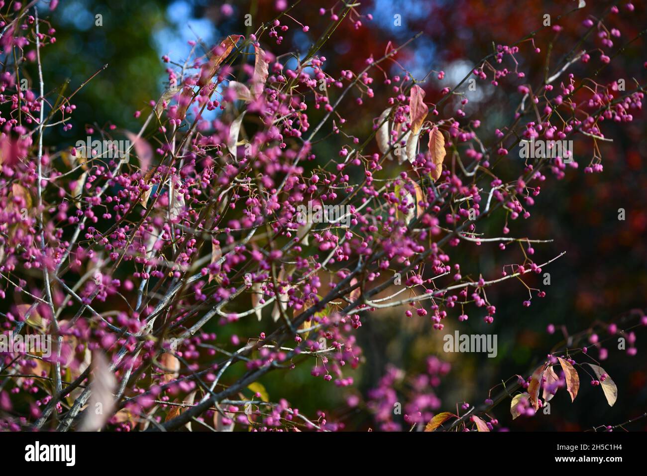 Trees and parks in Autumn colours Stock Photo - Alamy
