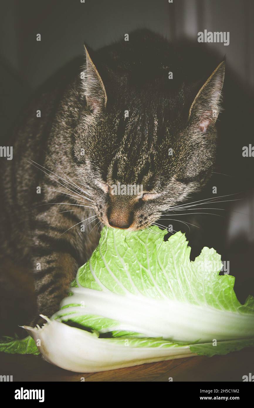 Brown tabby female cat eat green leaf of Chinese cabbage Stock Photo