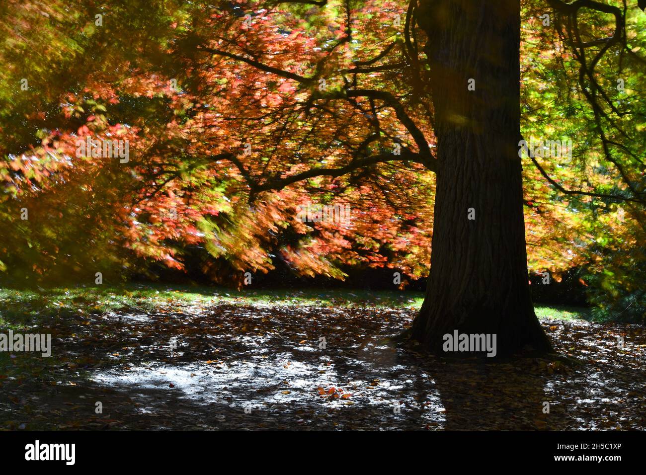 Trees and parks in Autumn colours Stock Photo - Alamy
