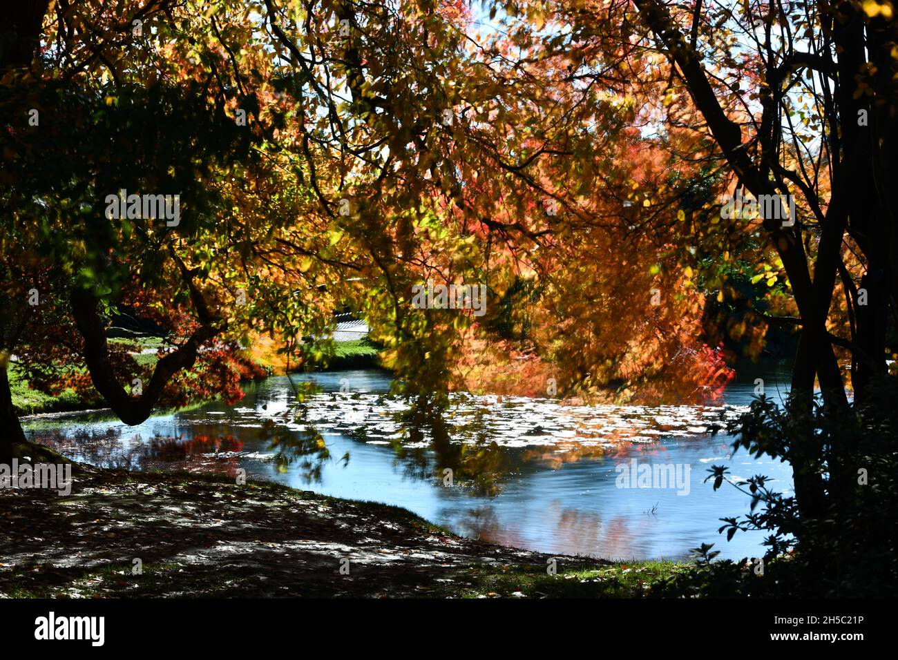 Trees and parks in Autumn colours Stock Photo - Alamy