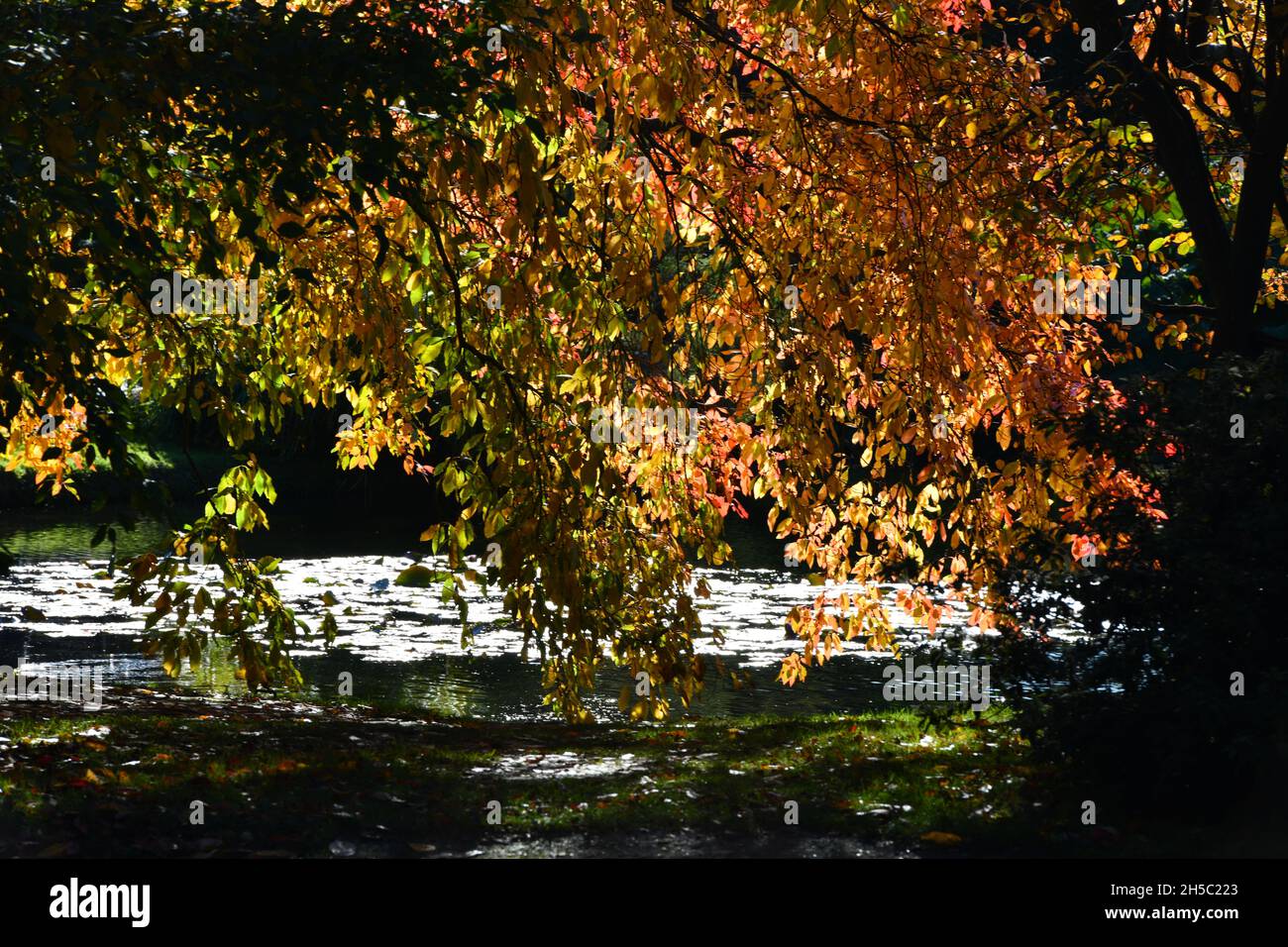 Trees and parks in Autumn colours Stock Photo - Alamy