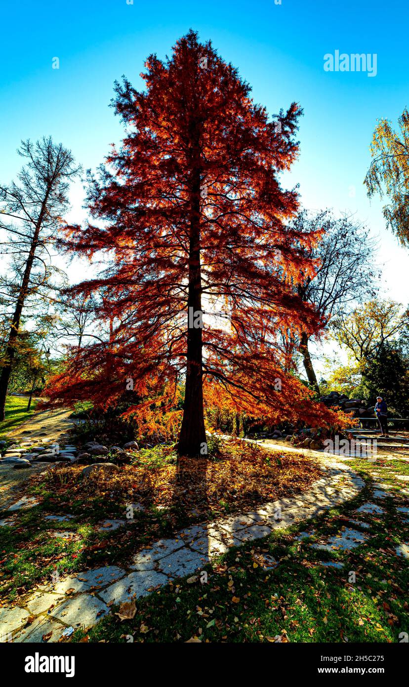 Park in the fall. photo   Wojciech Fondalinski Stock Photo