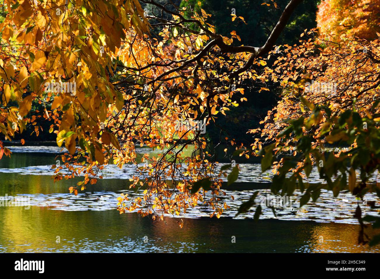 Trees and parks in Autumn colours Stock Photo - Alamy