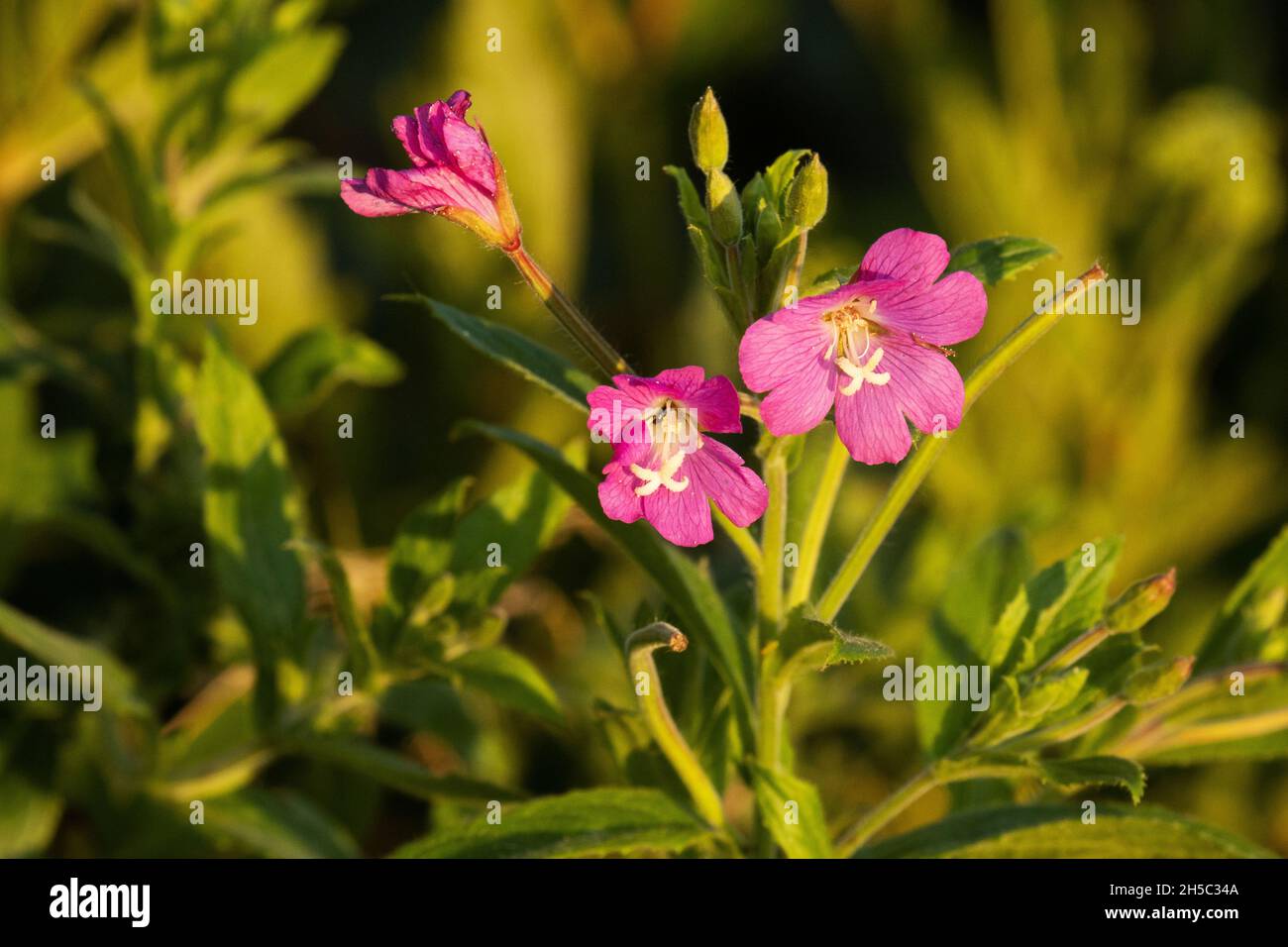 A close-up of a flowering Great willowherb, Epilobium hirsutum on a late summer evening in Estonian nature. Stock Photo