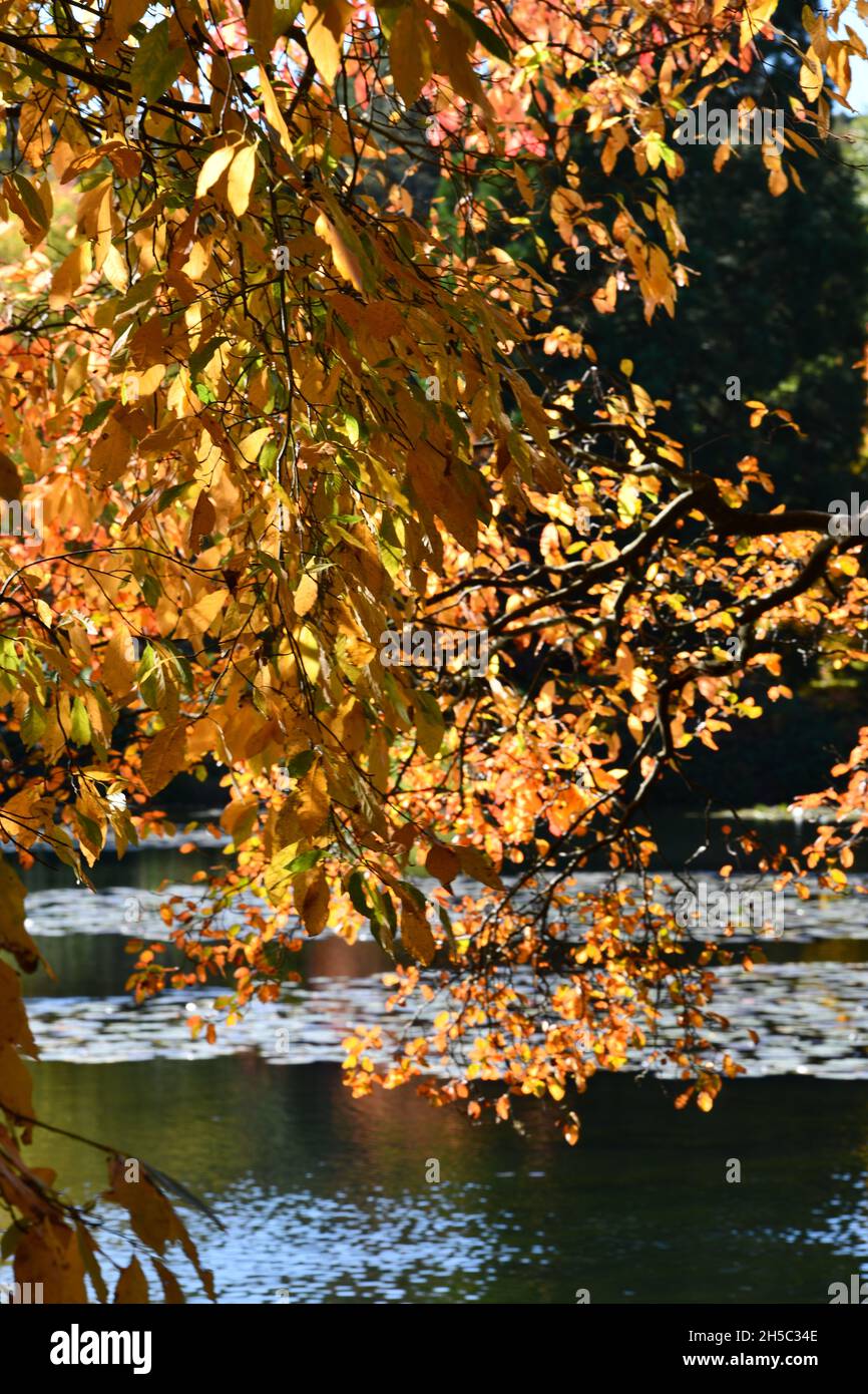 Trees and parks in Autumn colours Stock Photo - Alamy