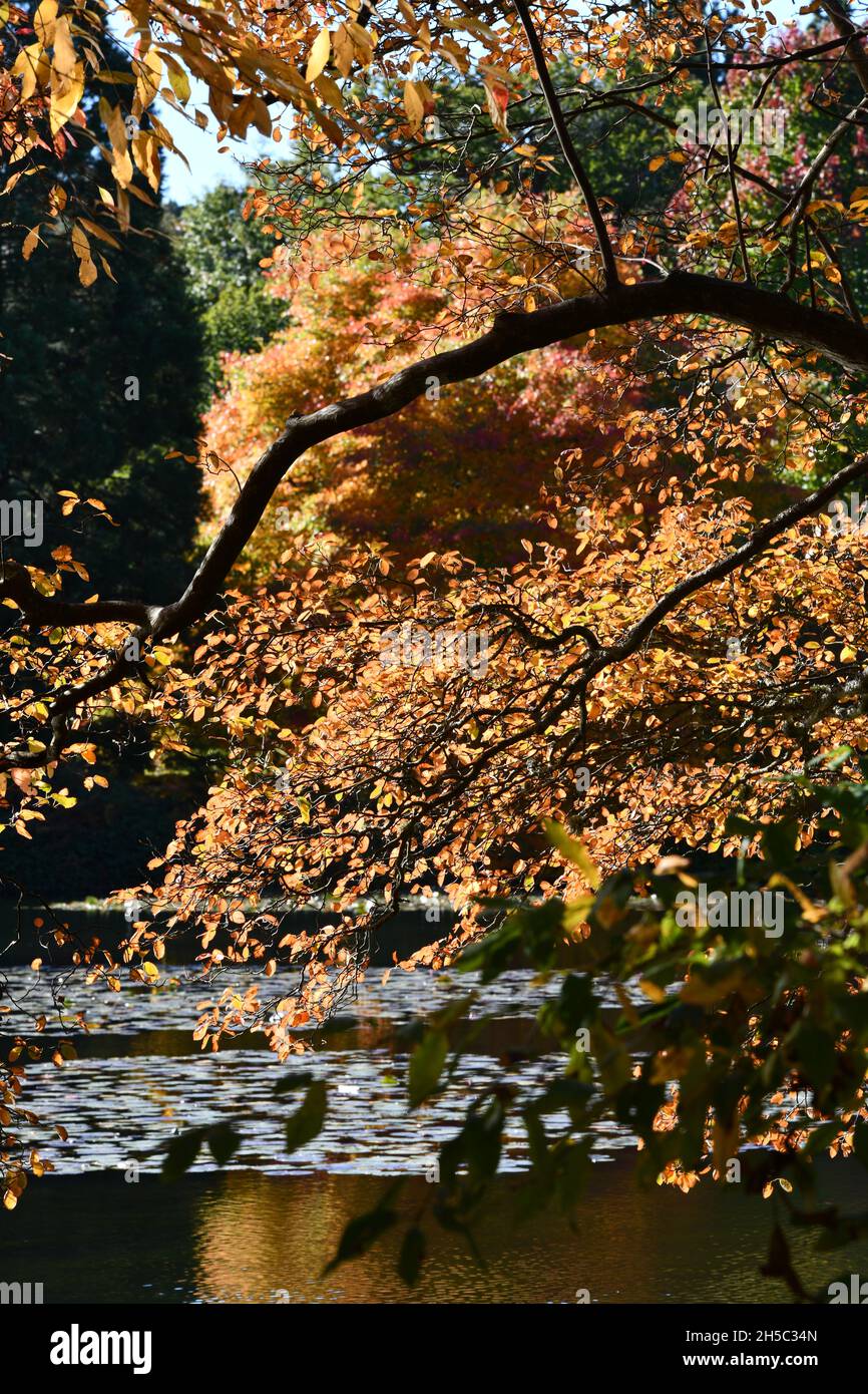 Trees and parks in Autumn colours Stock Photo - Alamy