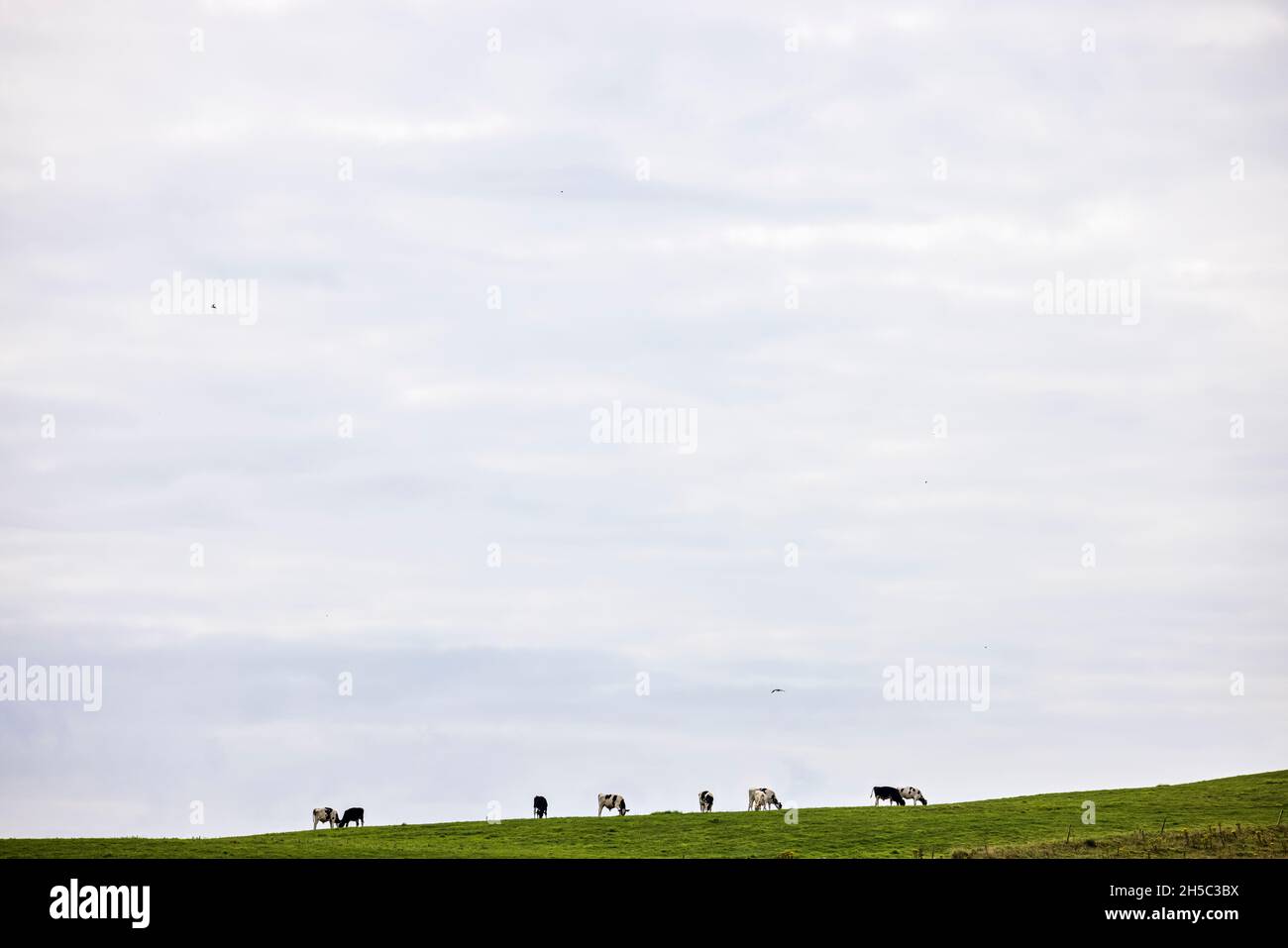 Cattle grazing in a pasture on a hilltop with a large open sky above, near Kinsale, County Cork, Ireland Stock Photo
