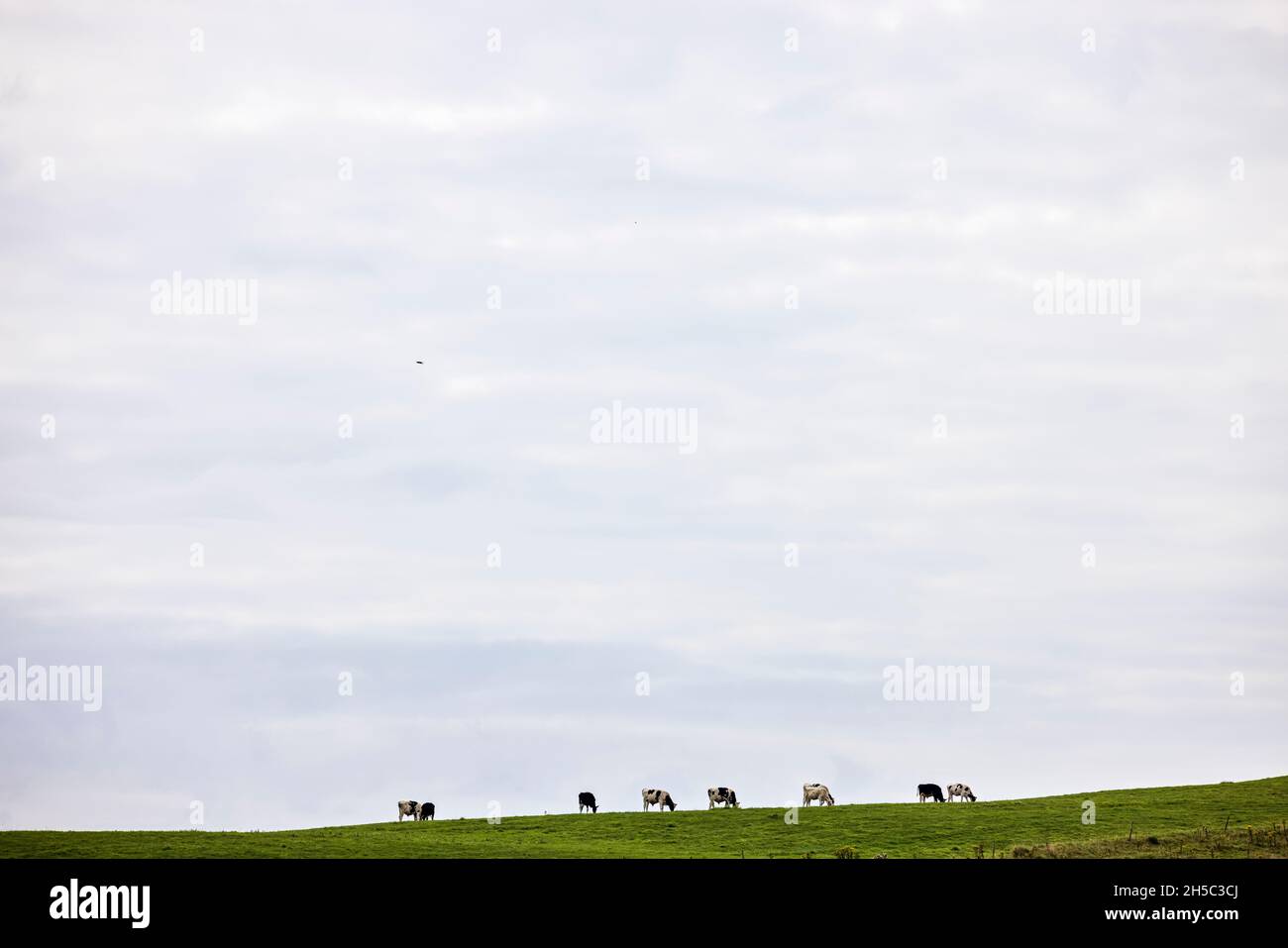 Cattle grazing in a pasture on a hilltop with a large open sky above, near Kinsale, County Cork, Ireland Stock Photo