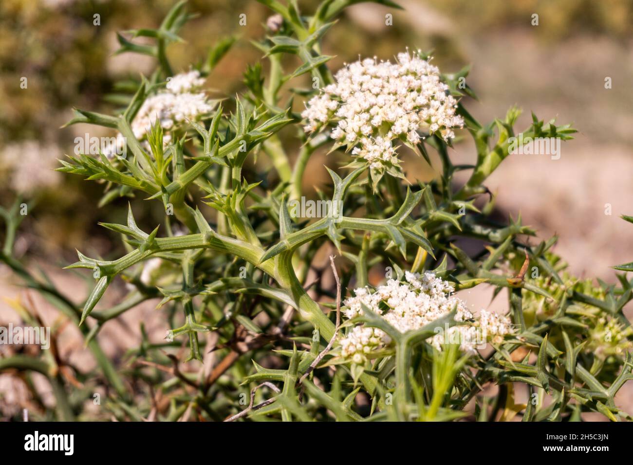 Close up of small white flowers of Echinophora Spinosa, typical plant of the Mediterranean sea dunes Stock Photo