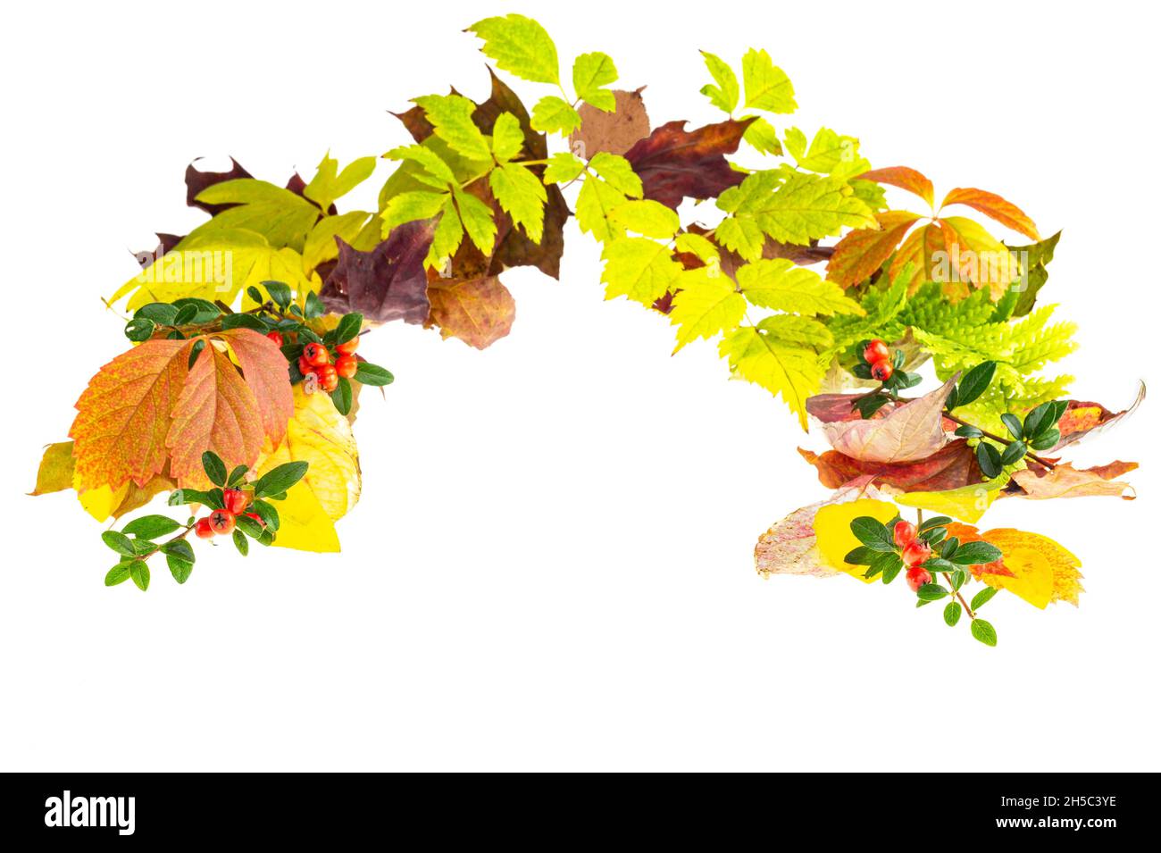 Colorful fresh real autumn leaves from different plants lie in a semicircle. White background without shadows. Stock Photo