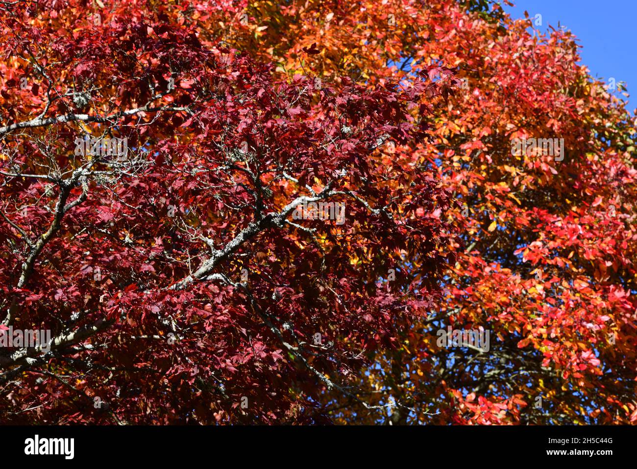 Trees and parks in Autumn colours Stock Photo - Alamy