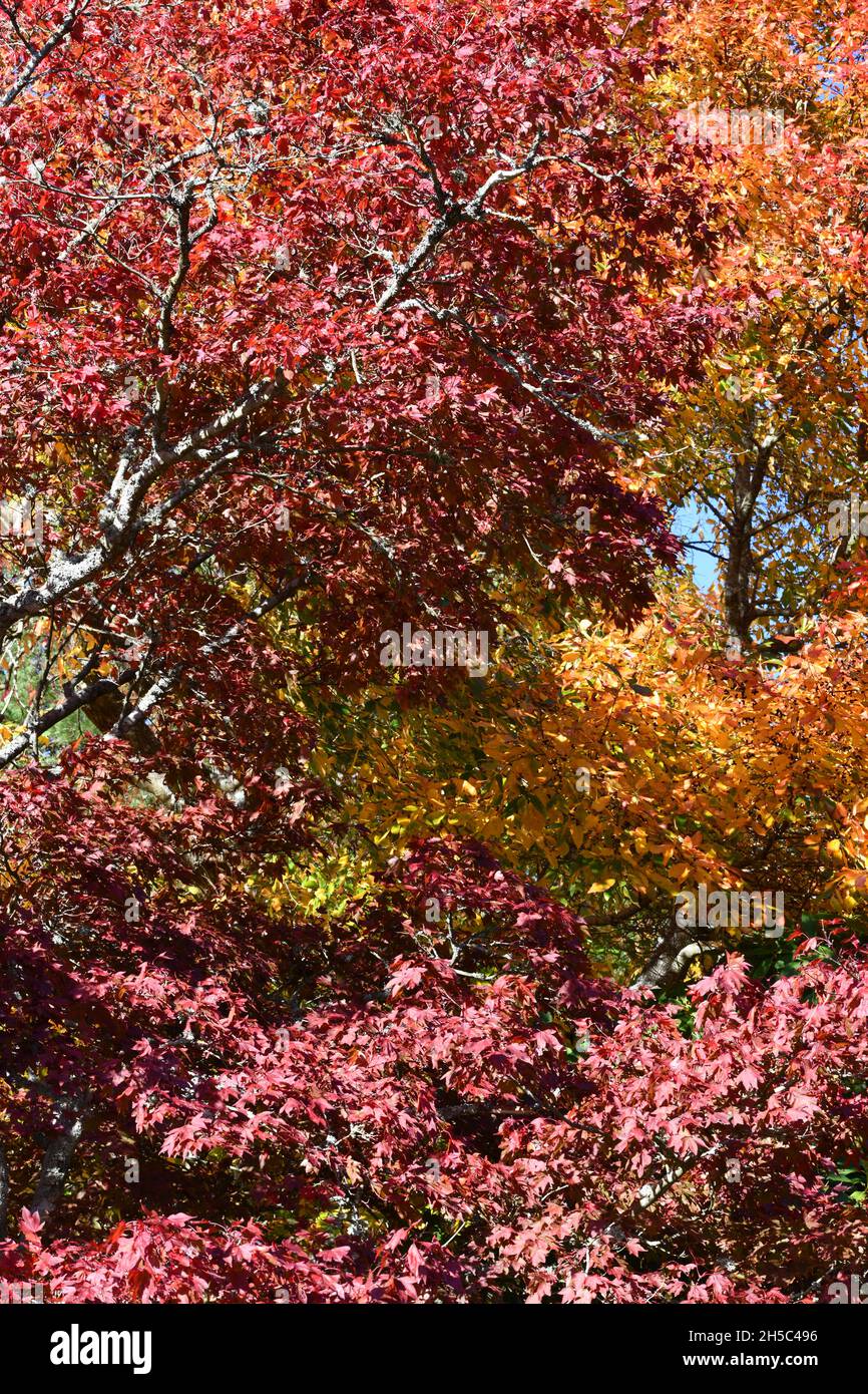 Trees and parks in Autumn colours Stock Photo - Alamy