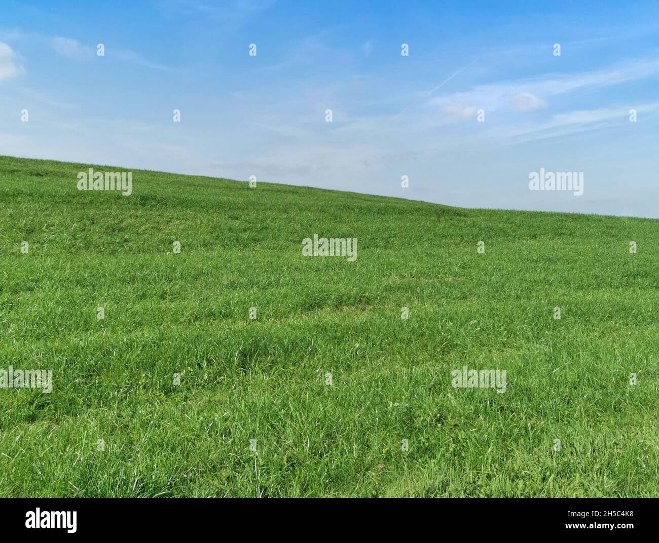A green meadow covers hilly landscape. The sky is blue. Much sharpness. Stock Photo