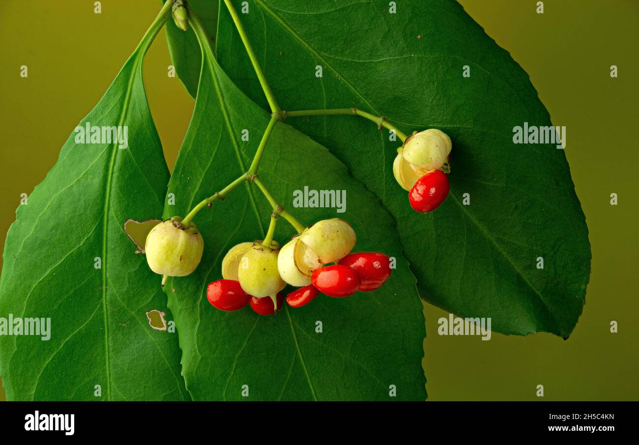 Fruits and leaves of climbing Euonymus (Euonymus fortunei). Also called the spindle, Fortune's spindle, winter creeper, or wintercreeper. A highly inv Stock Photo