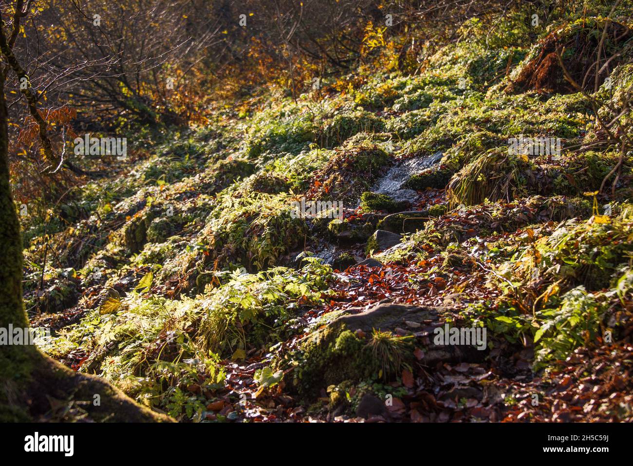 View of hills of Water Dividing ridge covered in red, orange and yellow ...