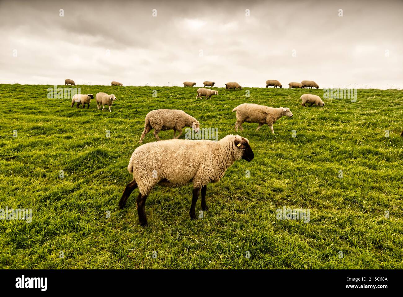 Auf dem Deich Stock Photo