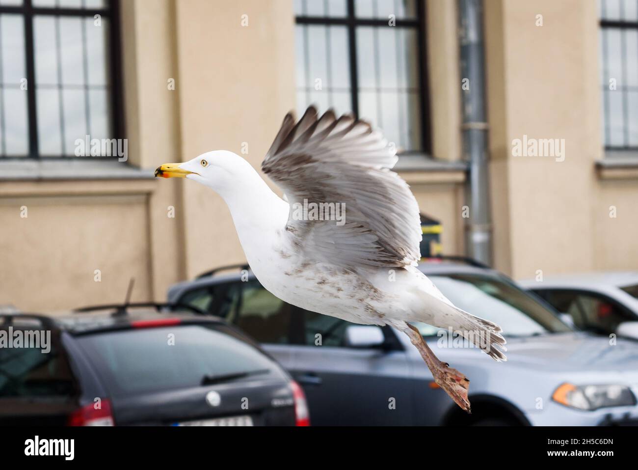 Bird droppings on car hi-res stock photography and images - Alamy