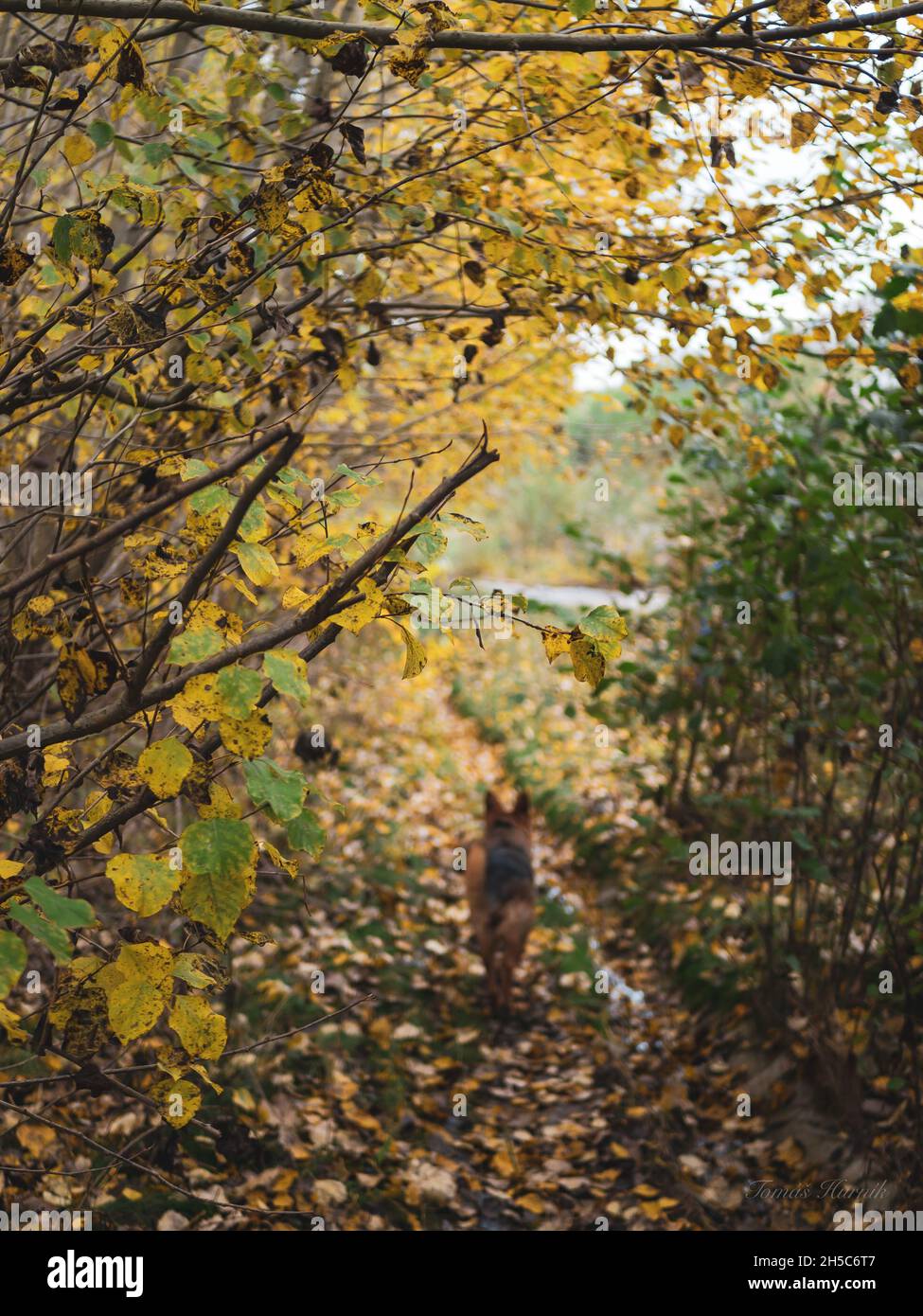 On a walk with my German Shepherd in autumn, falling leaves and an alley. Stock Photo