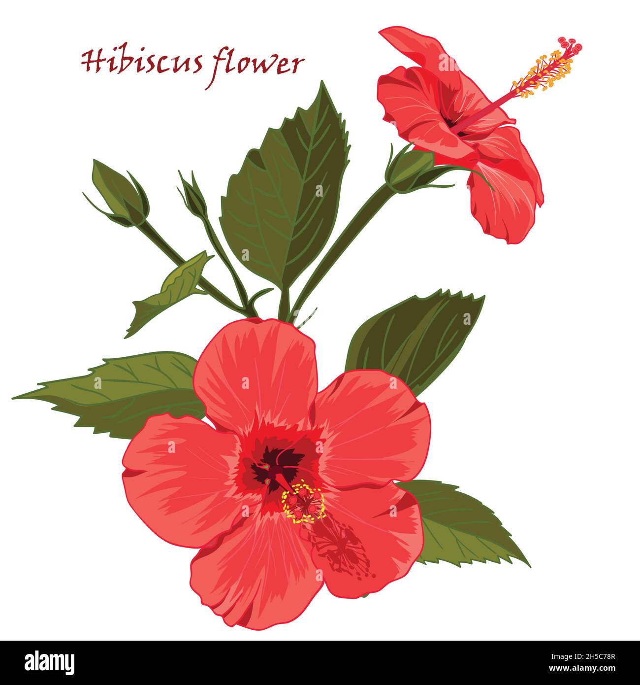 Hibiscus flower in realistic hand-drawn style isolated on white background Stock Vector Image ...