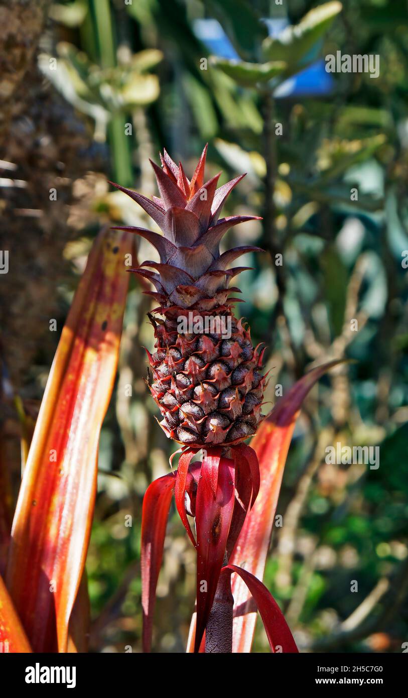 Ornamental pineapple in the garden, Brazil Stock Photo